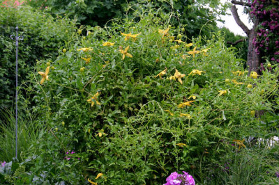 Cl.orientalis_xserr.Helios0107c.jpg
