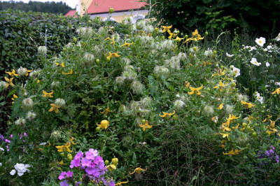 Cl.orientalis_xserr.Helios0207a.jpg
