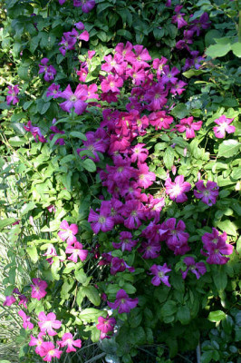 Cl.vit.Abundance0307a.jpg