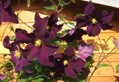 Viola_7-09.JPG