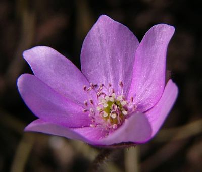 Hepatica_rosa.jpg