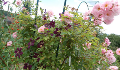 Clematis_Kiev__Clair_Matin_0016_55176.jpg