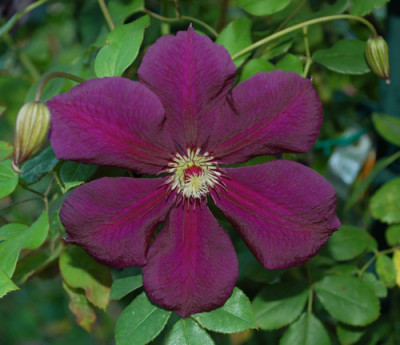 Clematis_viticella_Kiew_0017_55449.jpg