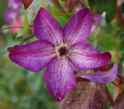 Clematis_viticella_Venosa_Violacea_0016_53516.jpg