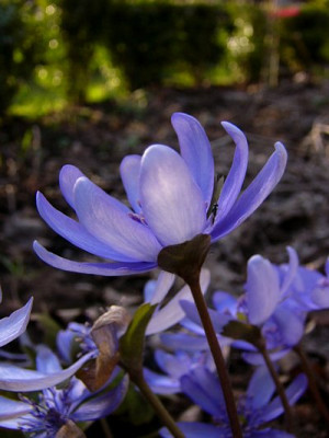 Hepatica_transsylvatica_Mirabelles_Schwiegermutter2.jpg