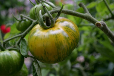 Green_Zebra0108a.jpg