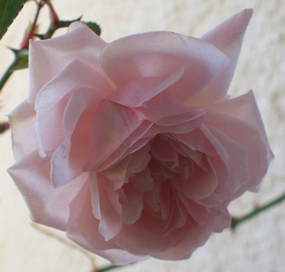 Awakening_9354kk.JPG