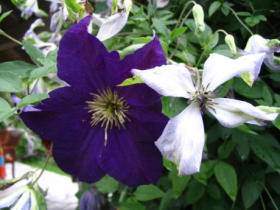 Cl._caer.Lux._und_Viola.JPG