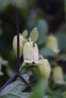 Cl._rehderiana.JPG
