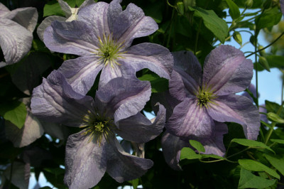 Cl.vit.Emilia_Plater0508a.jpg