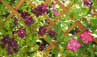 DSCF8421.JPG
