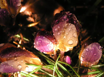Perlender_Krokus.jpg