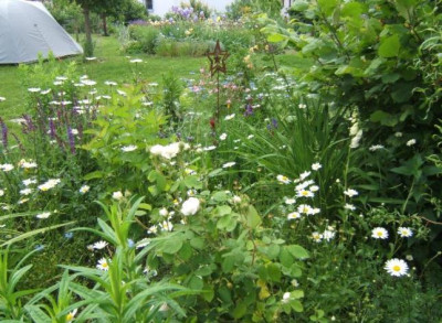 Mai_Mme_Hardy_Iris__al.JPG