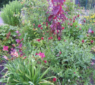 Purpurbeet_26-6-09_.JPG