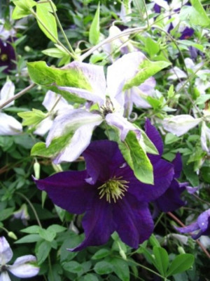 Cl.caerul.Lux._u._Viola.JPG