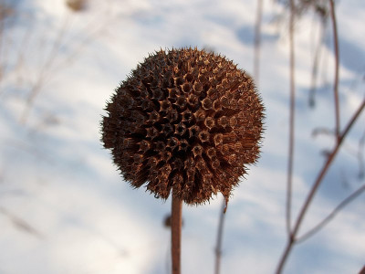 monarda2010_zg.jpg