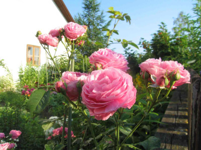 gartenlouise095.jpg