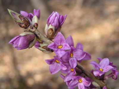 daphne_mezerum_2.jpg