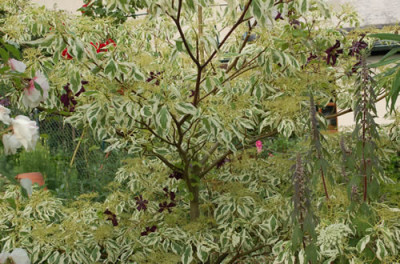 Cornus_controversa_variegata_0016_52354.jpg