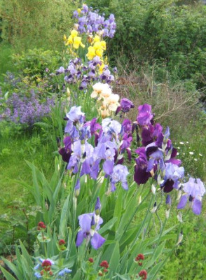 Iris-Sudmauer.JPG