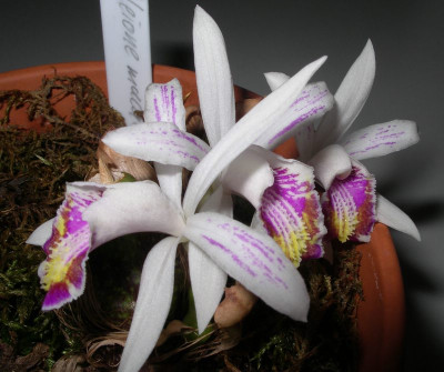 comp_Pleione_maculata.jpg