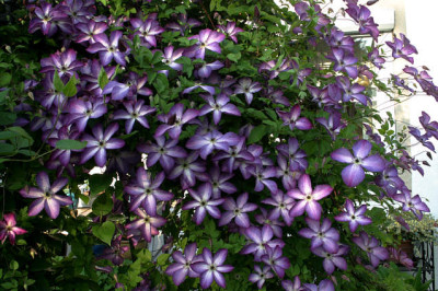 Cl.vit.Venosa_Violacea1308b.jpg