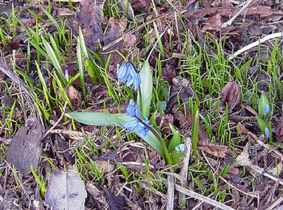 Chionodoxa_forbessii-2.jpg