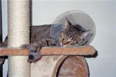 Trichterkater.jpg