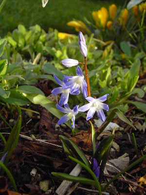 Chionodoxa_luciliae-2.jpg