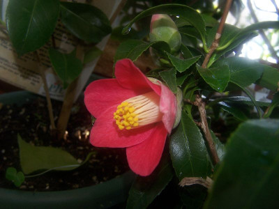 100_2580_Nokogiriba_Tsubaki____800.jpg