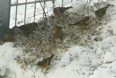 Am_Futterplatz_100124_a.jpg