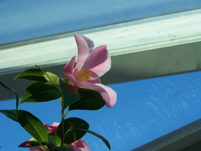 100_2585_Tulip_Time___800.jpg