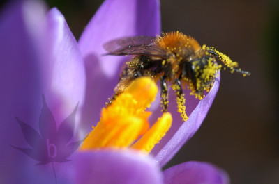Biene_Crocus_fleissig.jpg
