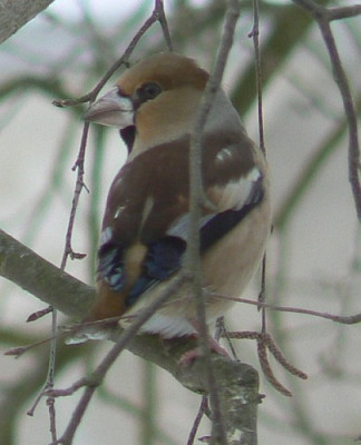 Kernbeier_100124_a.jpg