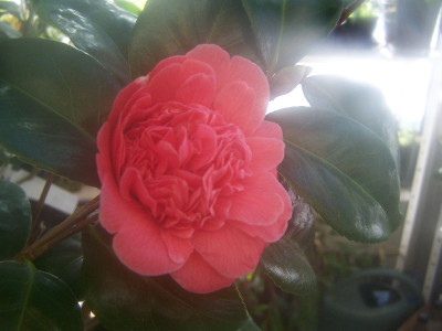 100_2590_Elegans_Chandleri_just_opened__800.jpg