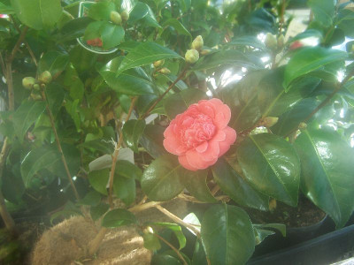 100_2591_C.jap._Elegans_Chandlerii___800.jpg