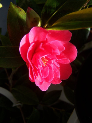 100_2598_Paradise_Illumination___800.jpg