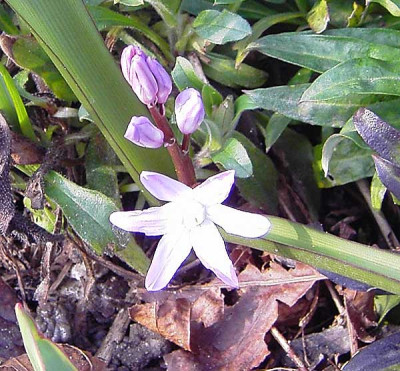 Chionodoxa_luciliae_Pink_Giant.jpg