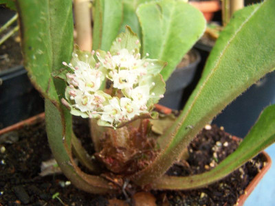 100_2602_Teichpflanze_Non-id.____800.jpg