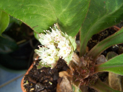 100_2603_Blute_unbek._Teichpflanze____800.jpg