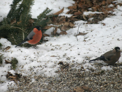IMG_3853.jpg