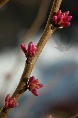cercis_chinensis_avondale_0.jpg