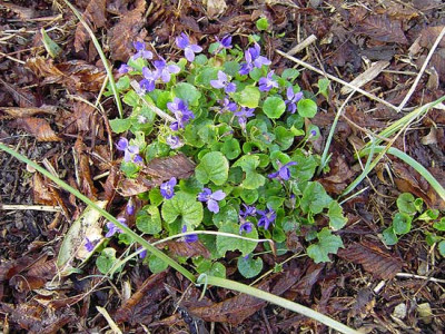 Viola_o-1.jpg