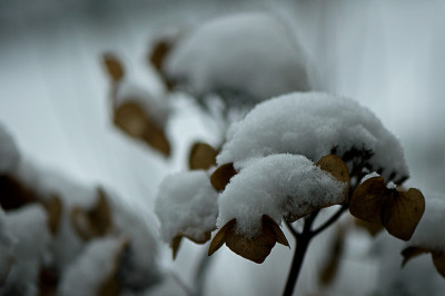 Schnee-von-gestern-Jan2510.jpg