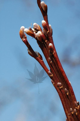 salix_sachalinensis_sekka_1.jpg