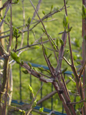 Euonymus_Austrieb.jpg
