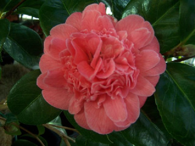 100_2593_Elegans_Chandlerii_full_opened___640.jpg