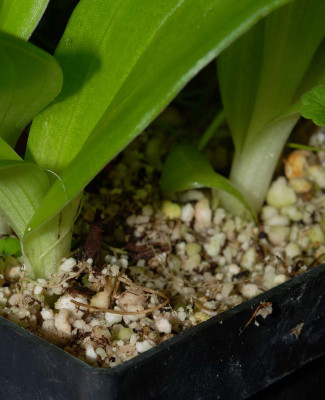 Satyrien_in_Perlite.jpg