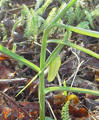 Fritillaria.jpg