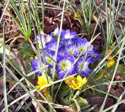 Primel_weiss-blau-1.jpg